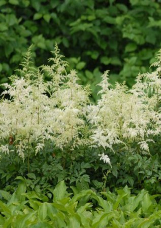 ASTILBE  arendsi Brautschleier